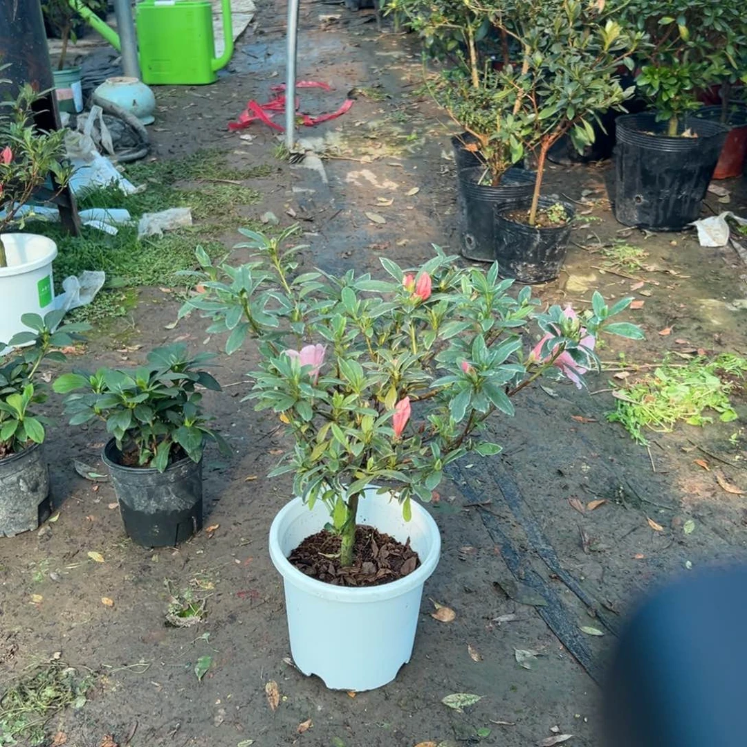 用***2完全开放银边牡丹