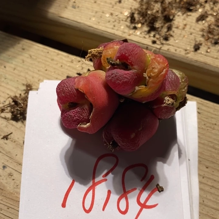 夜*叶18184有伤一个一个