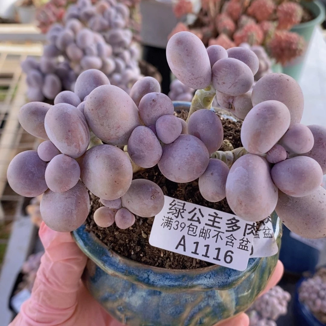 水光针奶酪10cm116多肉植物