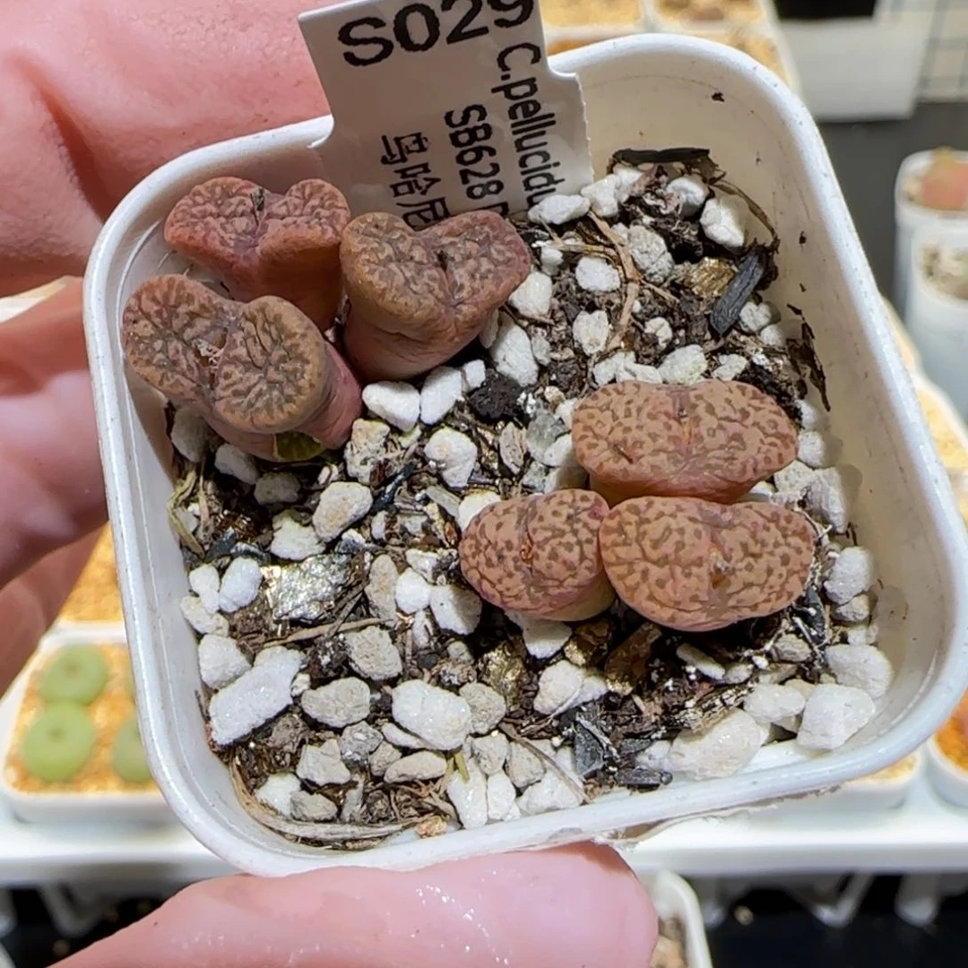 肉锥多肉植物百科-优选鸟哈尼380