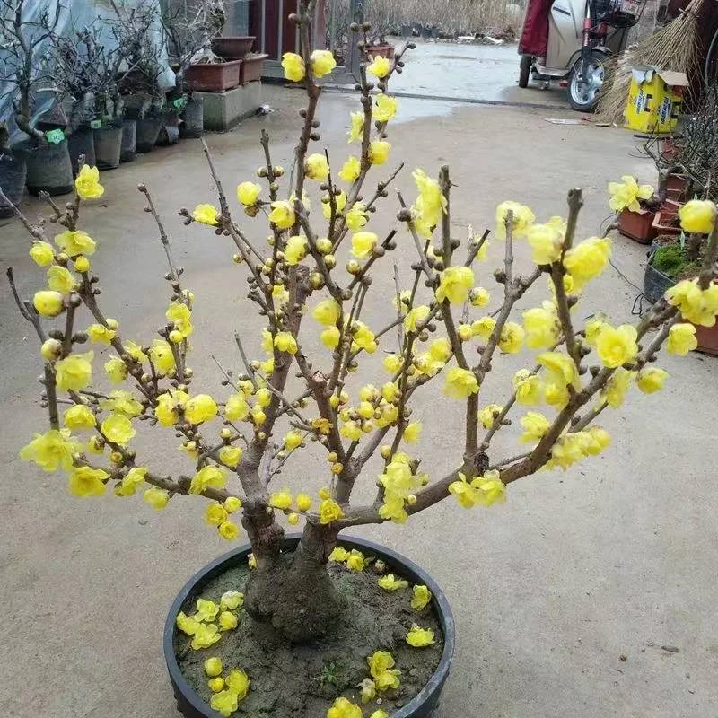 腊梅花