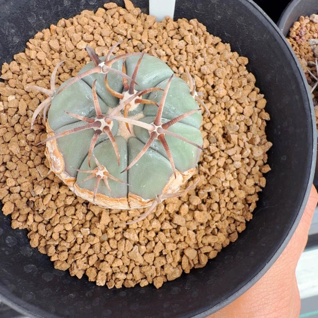 艺****享70实生平丸仙人球