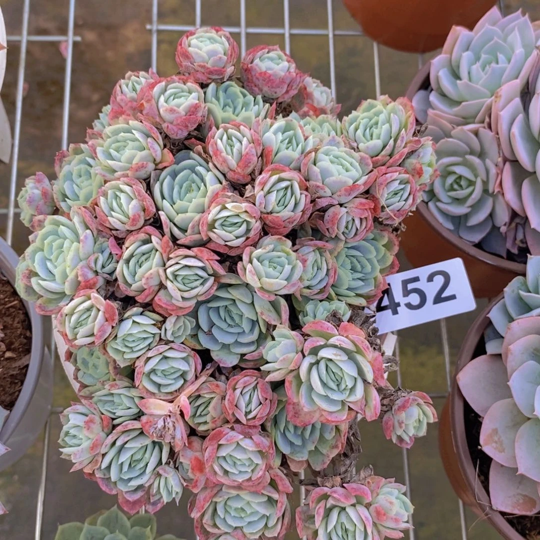 452小叶冰梅一物一拍