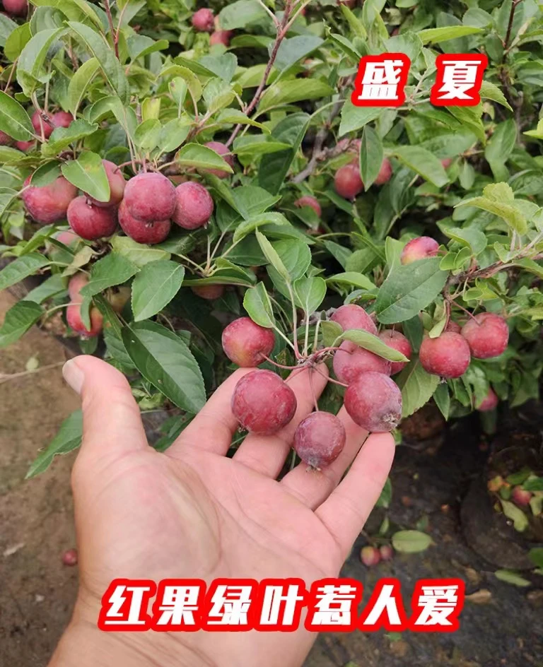 (开心果)海棠花盆景花卉绿植年宵花