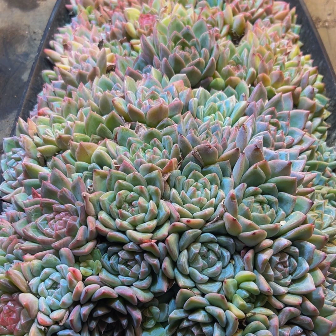 小***y716dddffffgggc的发发发