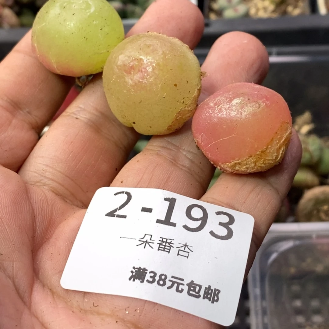 23566666666665868698