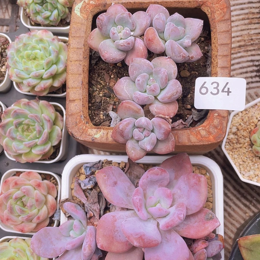 634。奥花。