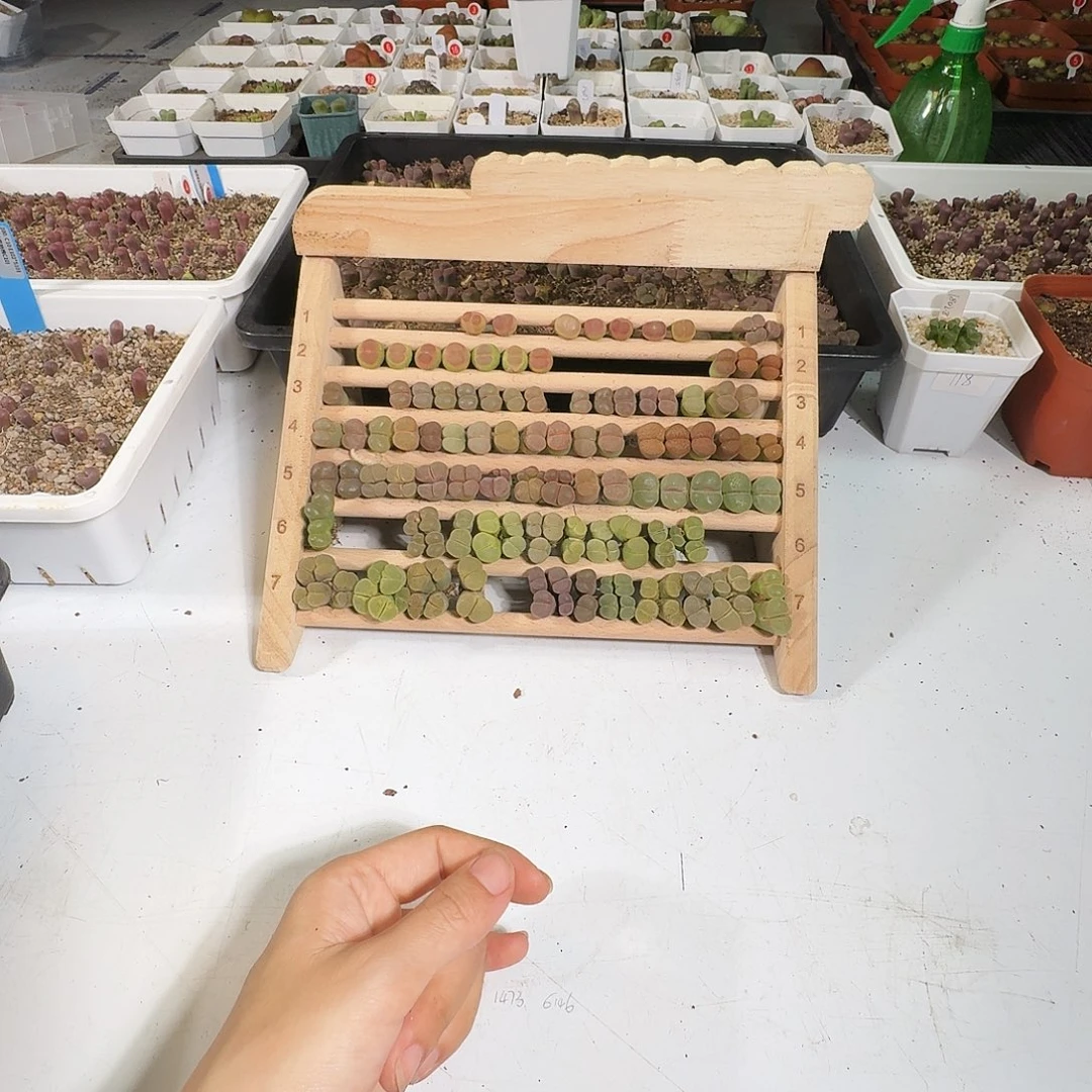 多肉植物福利风铃