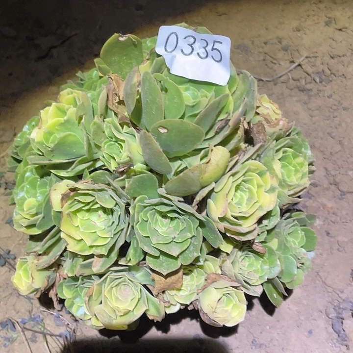 多肉植物法师335五彩琉璃