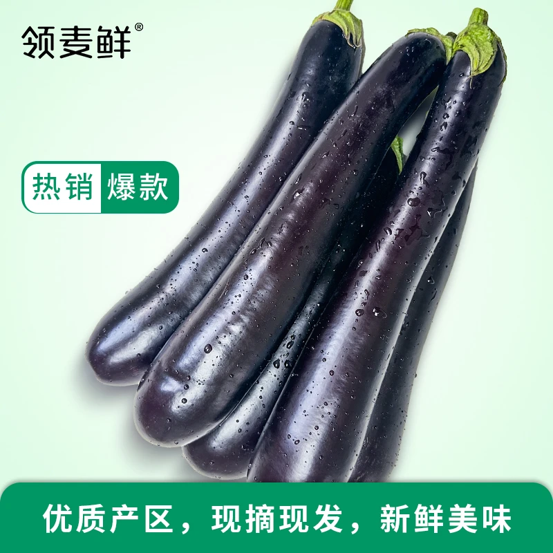 【新鲜蔬菜】现摘现发老品种青把长茄茄子兰陵蔬菜现采现发