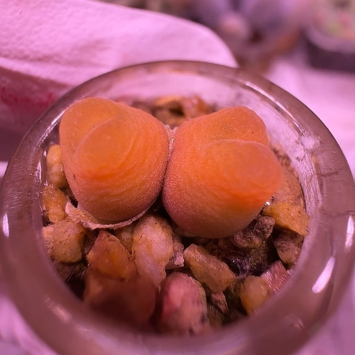 22号，双头绝绝子毛毛一物一拍带瓶土发货