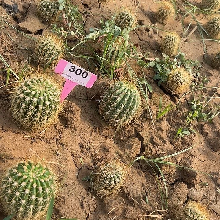 給**笑毛花柱蒙娜丽莎 300 59