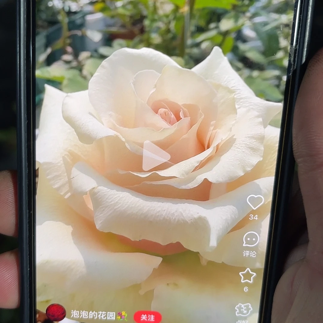 无花朵——-克里斯塔 福利