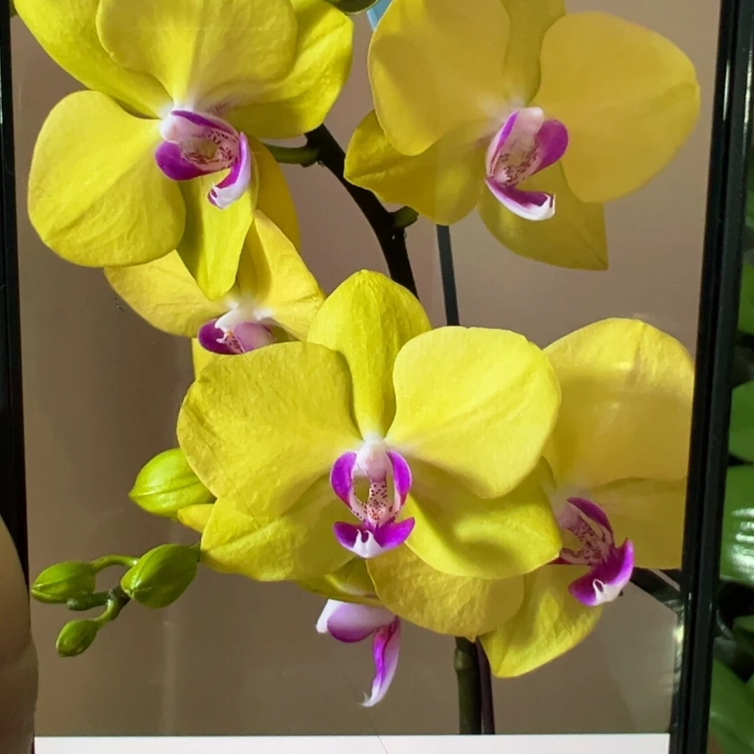 当前无花栽培后可以开花双剑甜格格新苗凑单发货一颗不发货