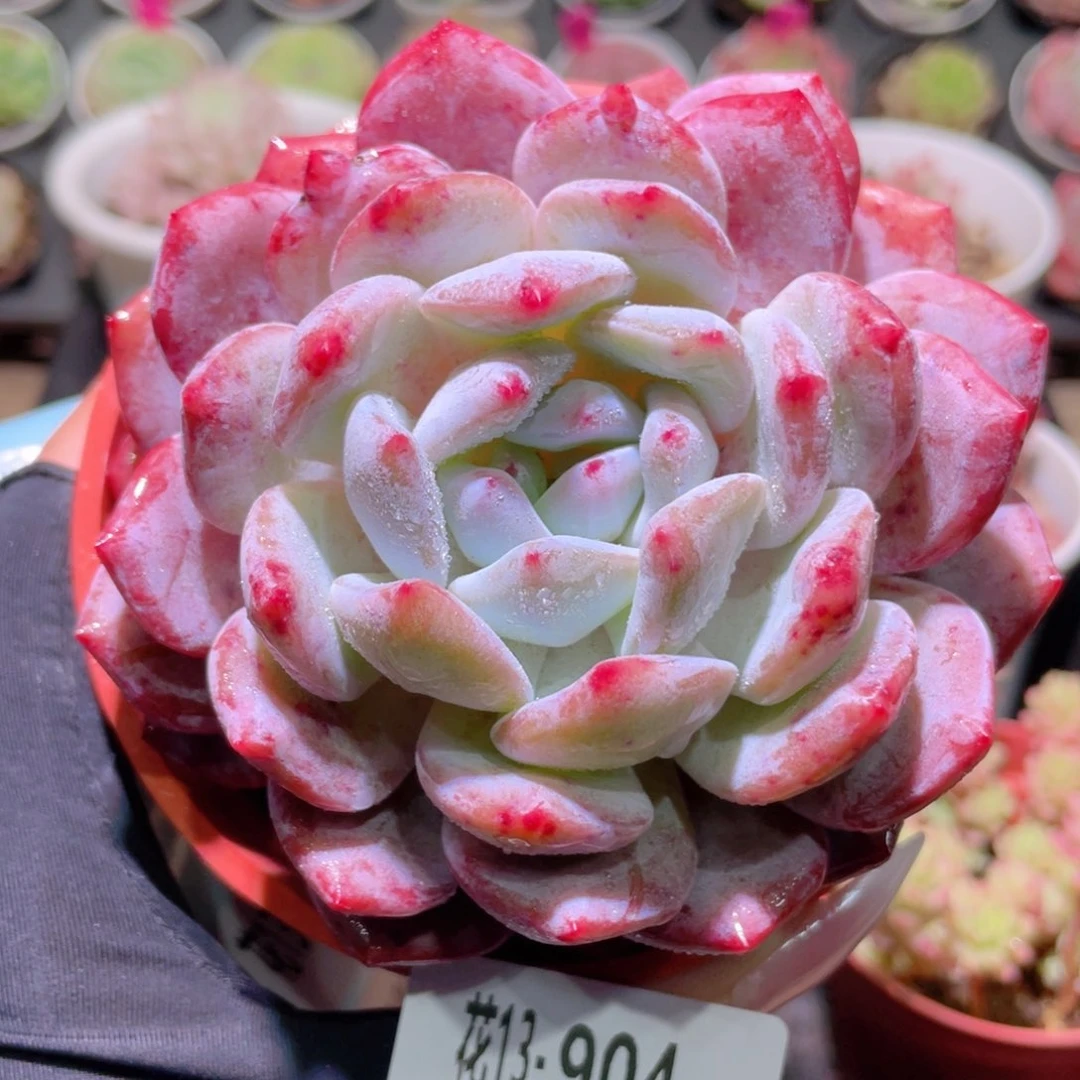 花利美13-904橙梦露