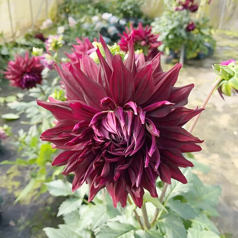 超级大丽花(大花型  新品种 花期长 颜值高)庭院阳台开花植物