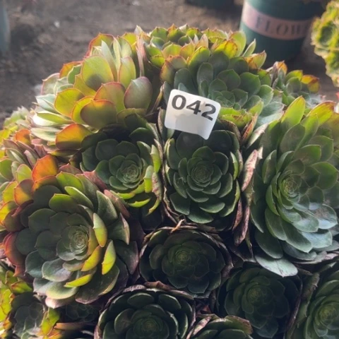 法师万包子18-10