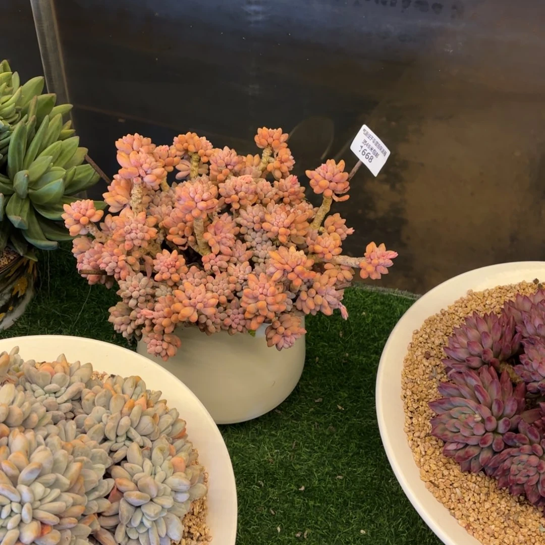 1668手指多肉植物