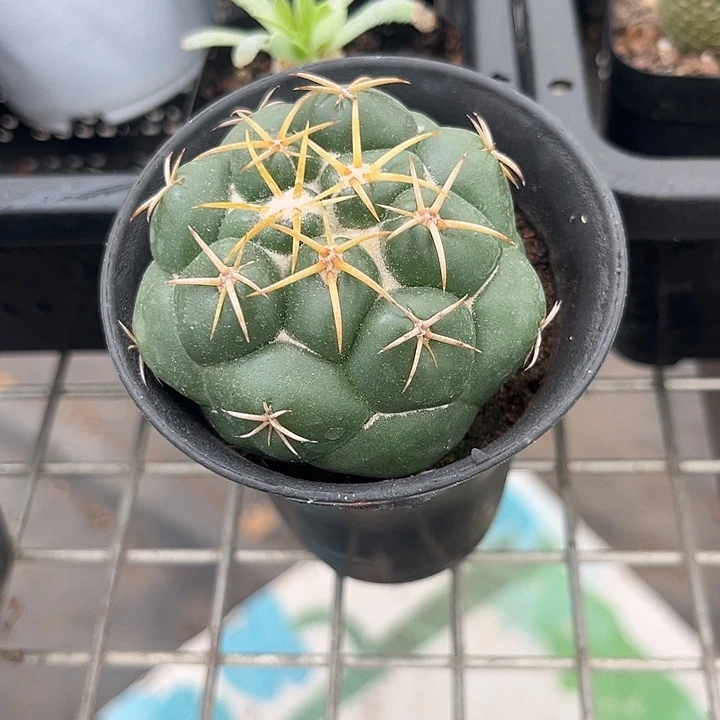 我也不知道我为什么要这样