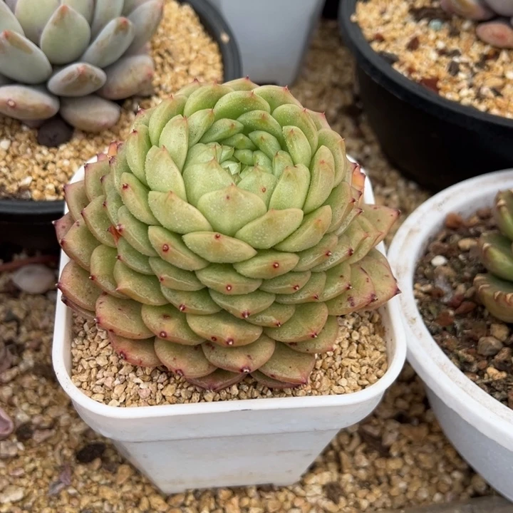 灯泡珍妮 夏鸣园艺