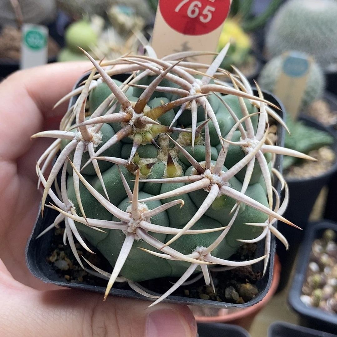 实生五十铃玉豪刺水牛角碧岩玉6.4cm