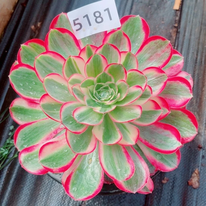 孔雀翎特价多肉发货