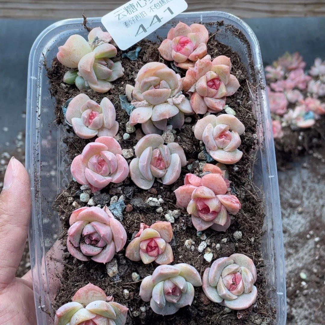 云糖心多肉植物441