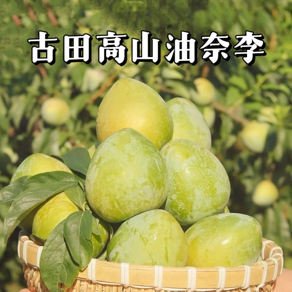 【顺丰发货】正宗福建古田精品油奈实心新鲜采摘当季水果