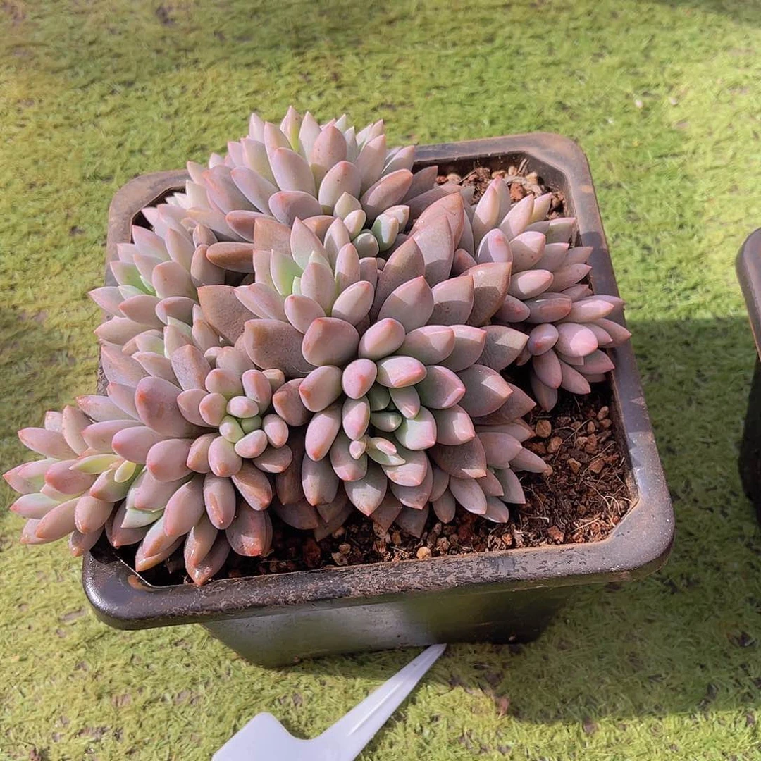 ?*然多肉蓝精灵安然不带盆