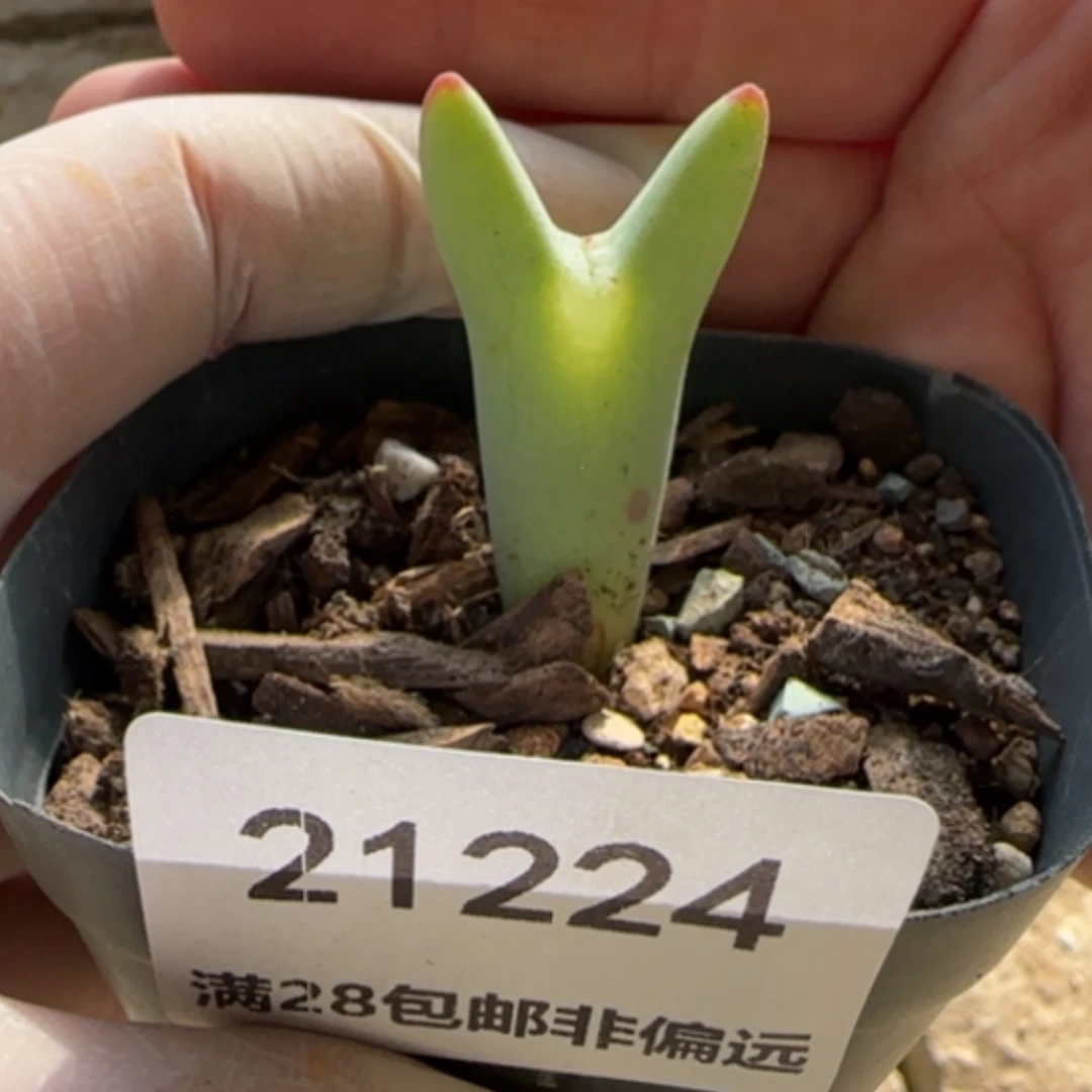 【闪购商品】青**思21224