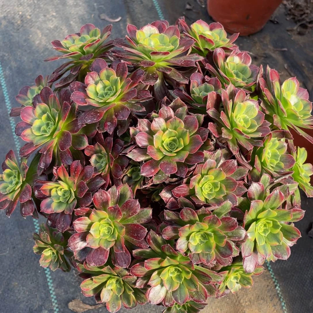 339安娜彩虹锦精品法师多肉