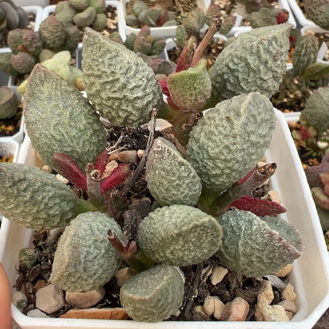 绿猪肝老桩多肉植物水泡