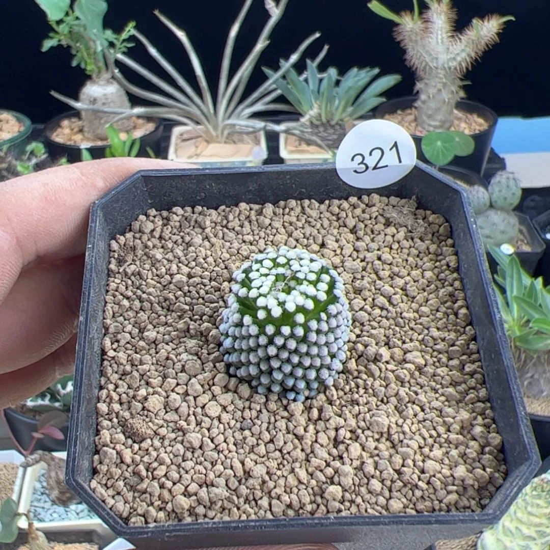 松针牡丹一物一拍脱土发