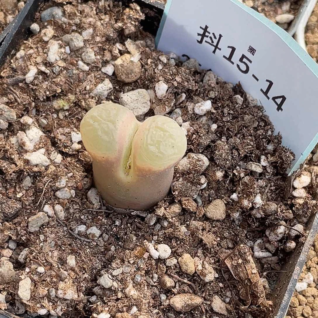 李****)15-14肉锥多肉植物