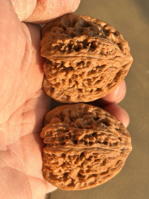 文玩核桃，古树南疆没故事，价高，488起步，一对一价