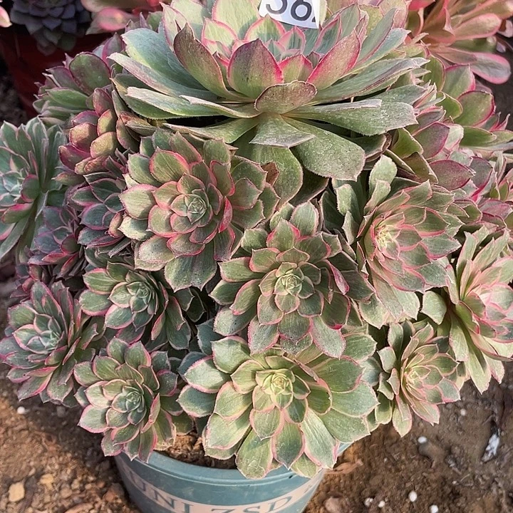 无花朵562莲花座多肉植物