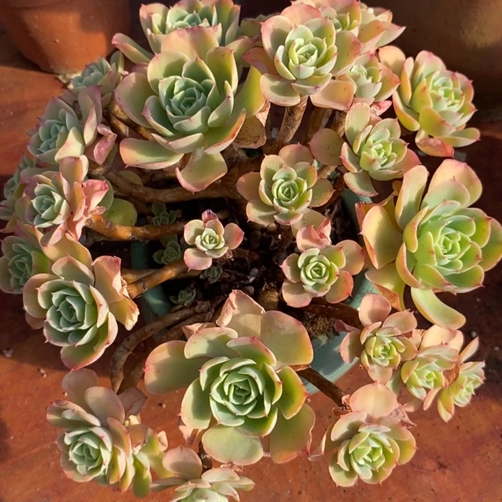 柠檬玫瑰整无砍多肉