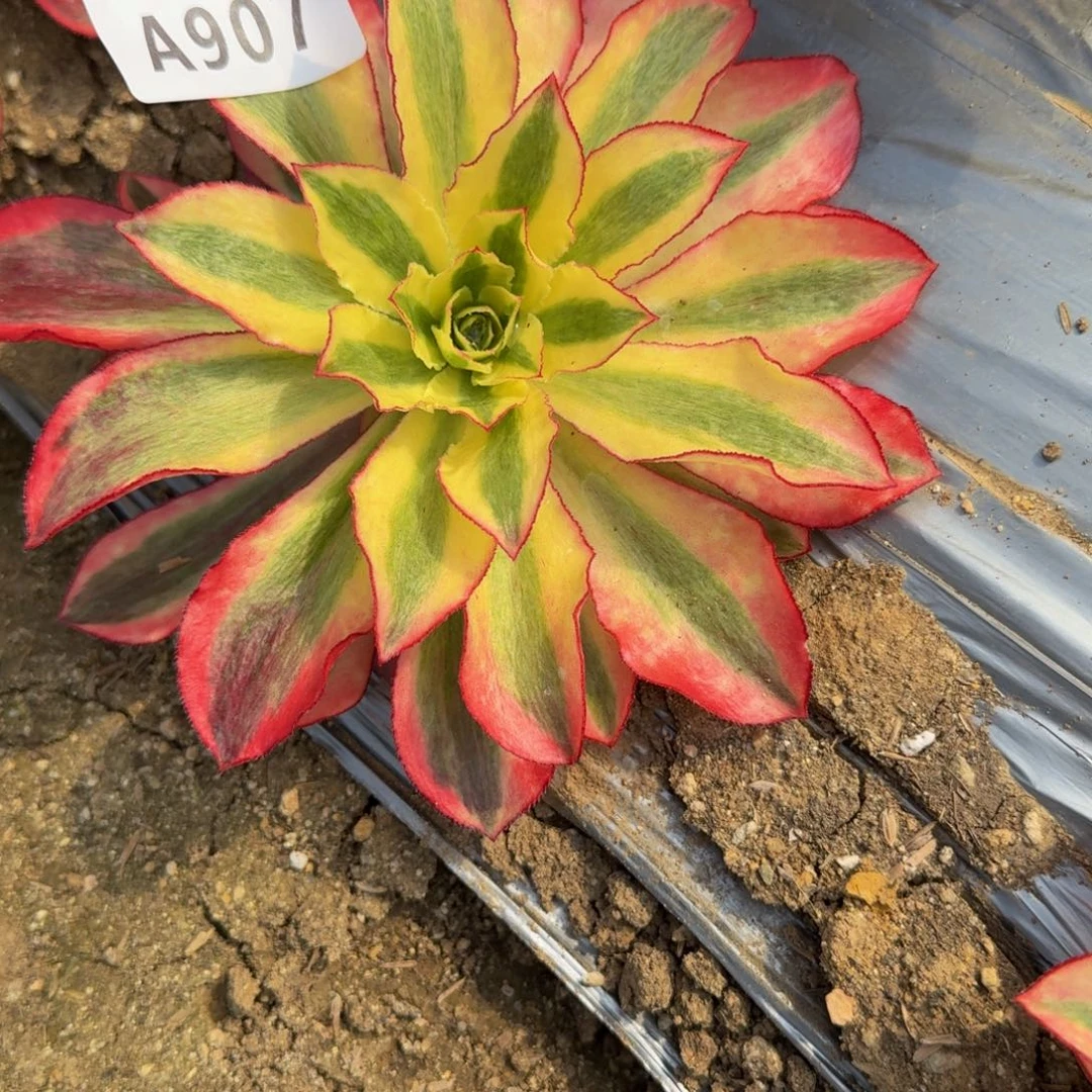 907魅影高锦。多肉植物