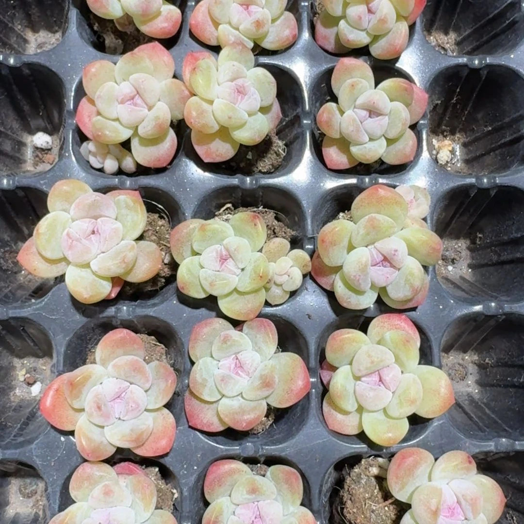 紫心冰玉15颗，低于零下三度拍保温箱