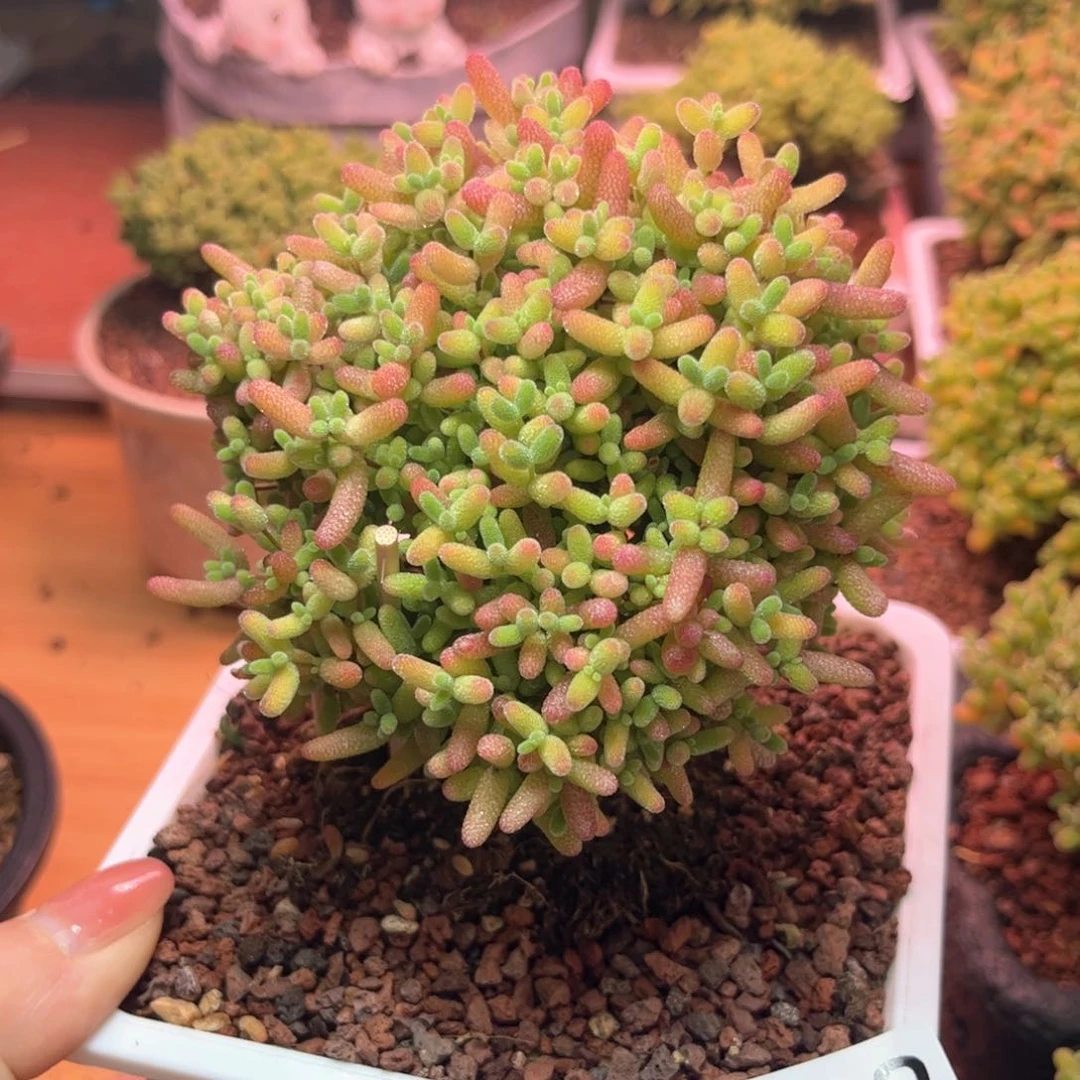 季****.308蜜桔可爱多肉植物