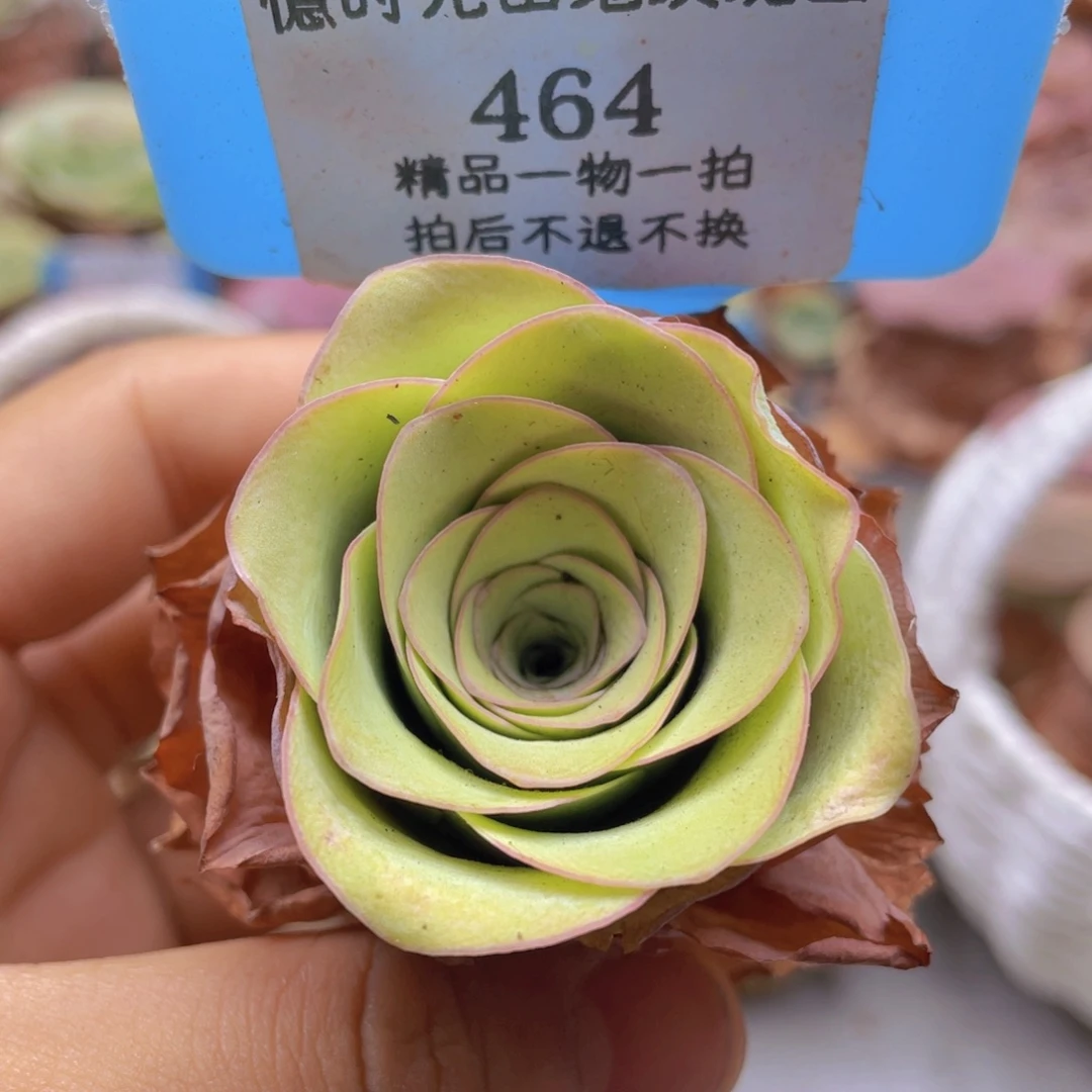 山地玫瑰464裸根发货不售后