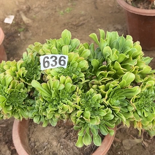 牛***织多肉植物一个琉璃636