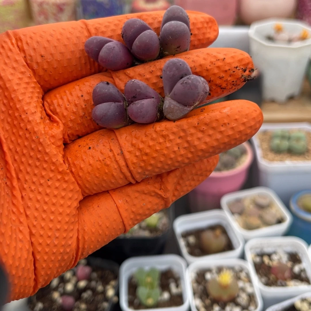 多肉植物一物一拍5