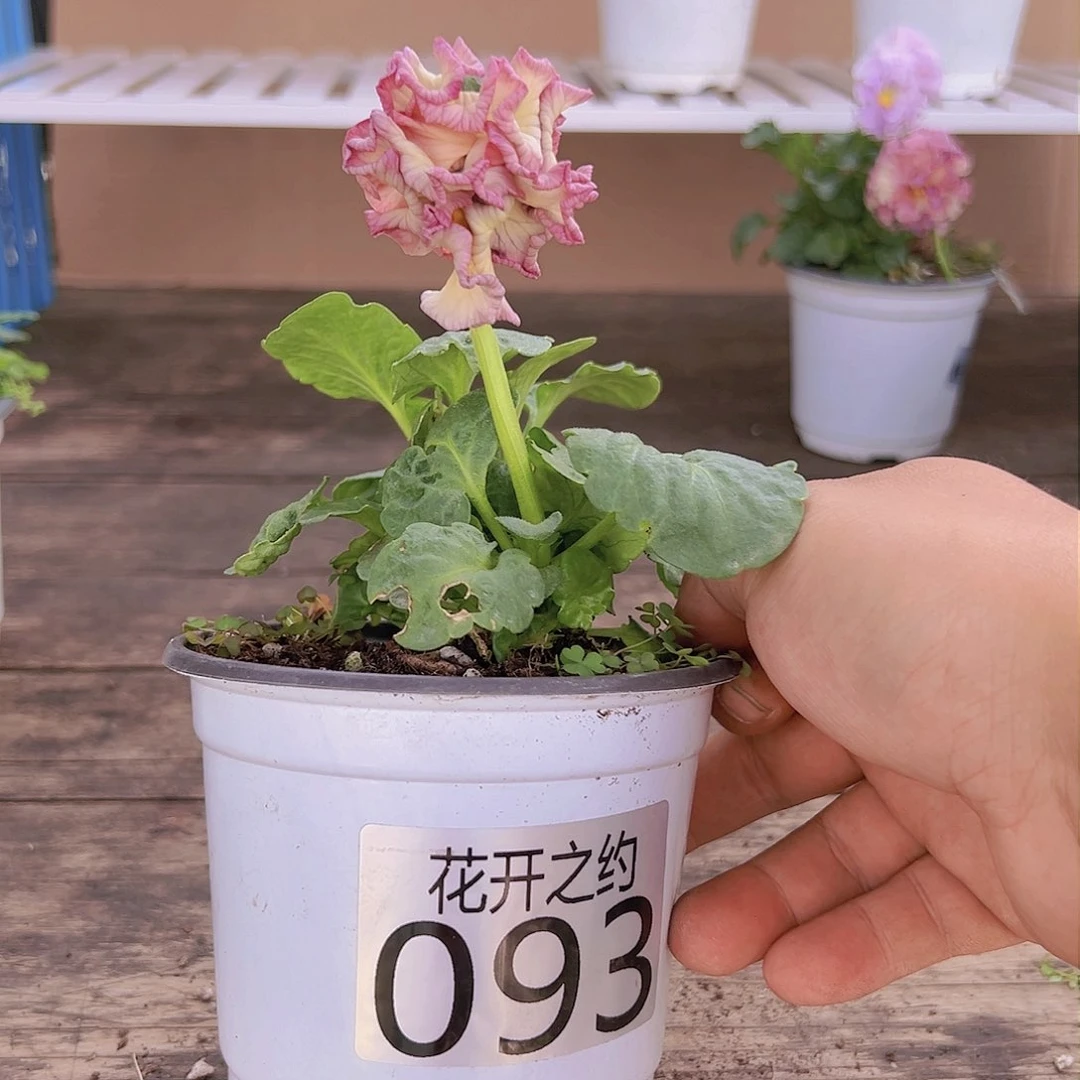 【闪购商品】完全开放093号