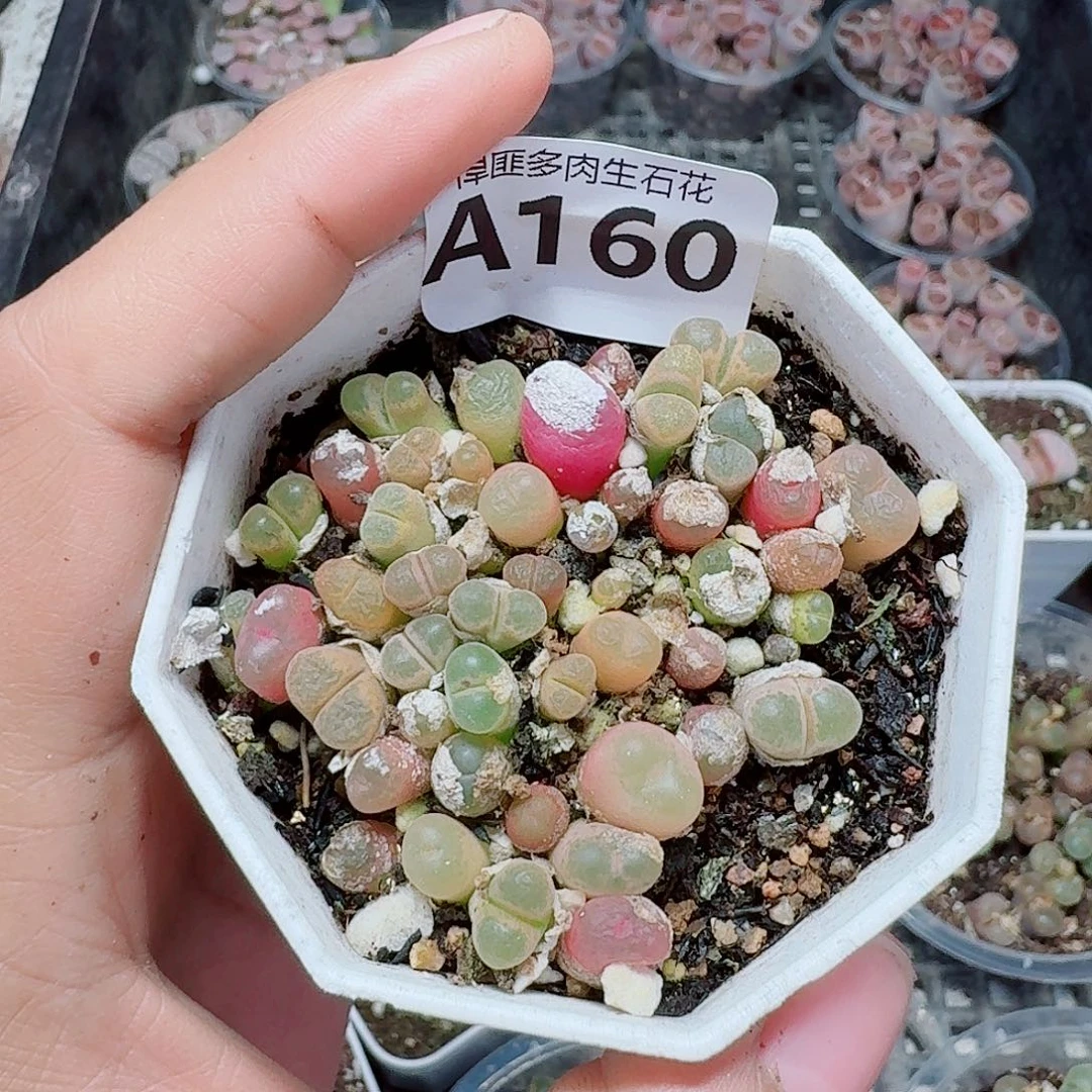 160多肉植物多肉植物