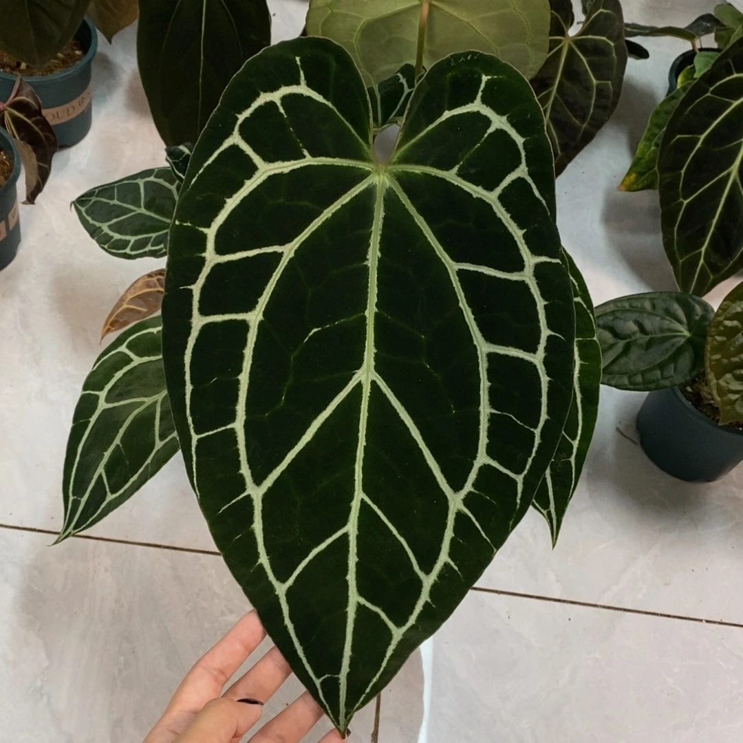 不开花植物哥伦比亚黑水晶