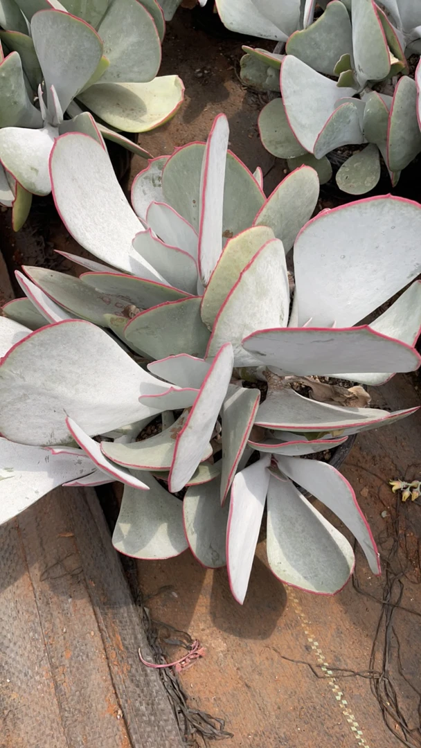 日系圆叶正板精控白眉多肉植物
