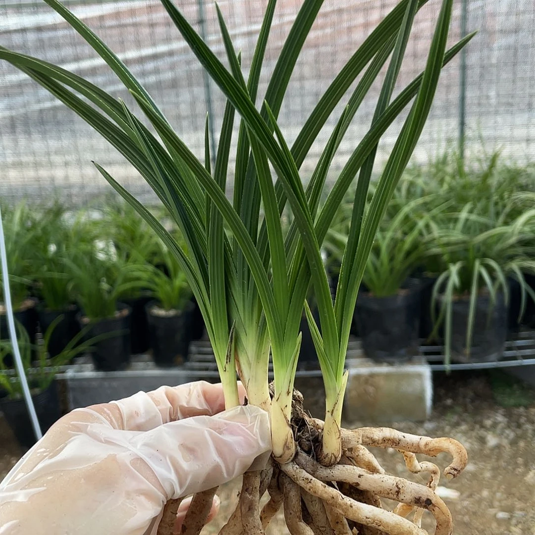 一***茶完全开放兰花兰花啦