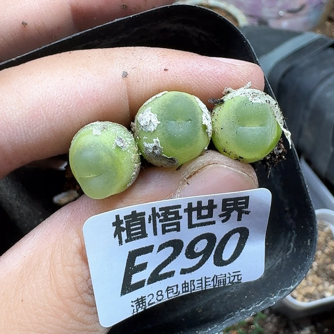 多肉植物的润泽fgb