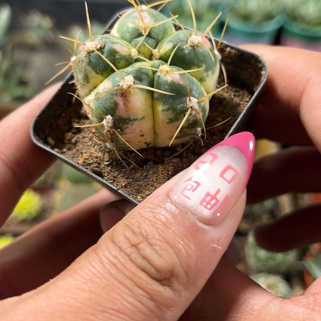 海王锦单头发货单头发